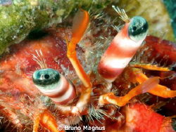 Close up eyes hermit crab. Picture taken in front the coa... by Bruno Magnus 
